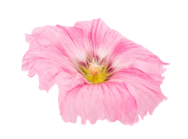 Μολόχα ροζ λουλούδι — Φωτογραφία Αρχείου