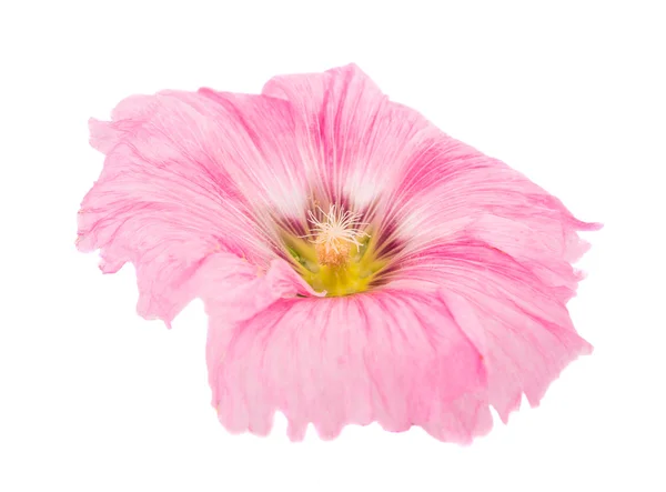 Pink mallow flower — Stock Photo, Image