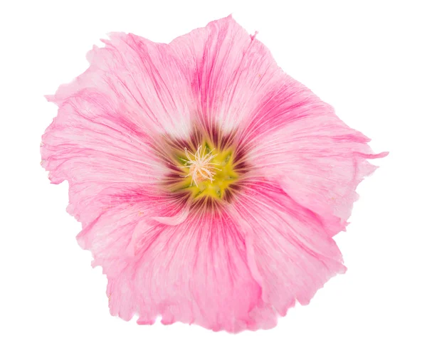 Pinkki malva kukka — kuvapankkivalokuva