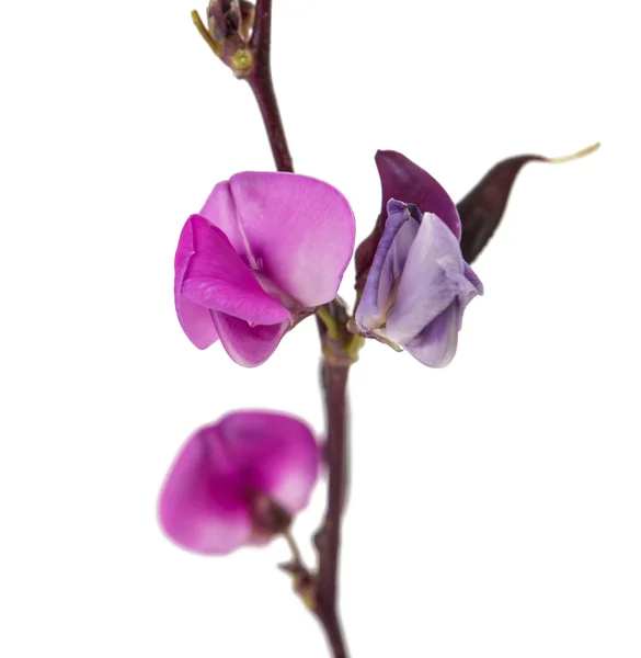 Bohnenblüte — Stockfoto