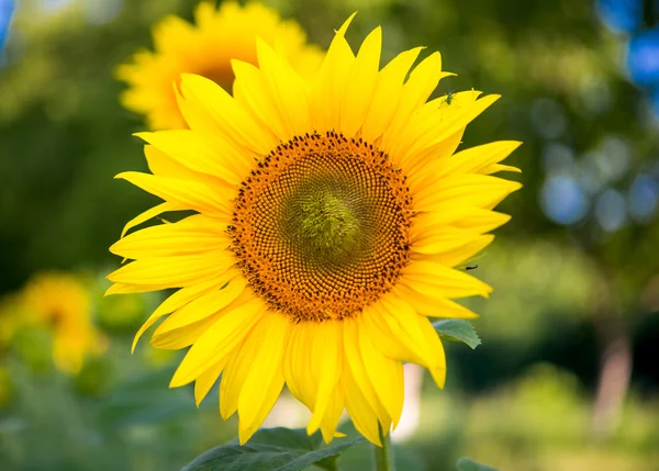 Sunflowers — Stock Photo, Image