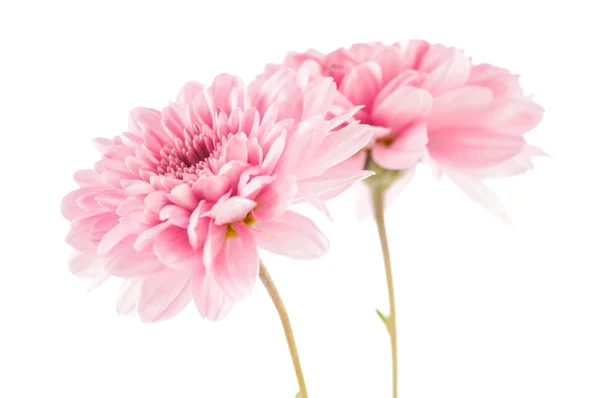 Bela flor de crisântemo — Fotografia de Stock