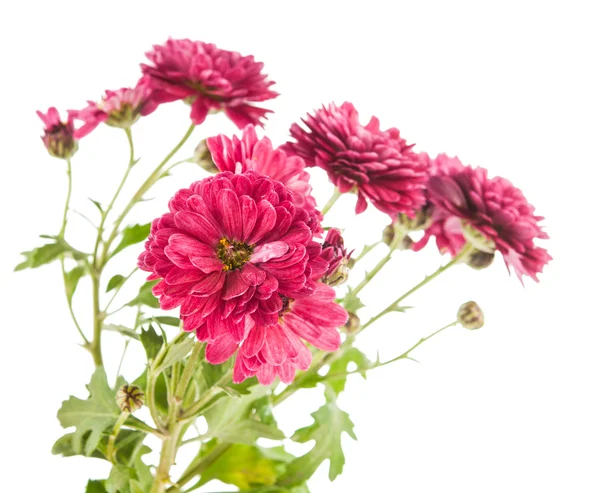 Mooie chrysant bloem — Stockfoto