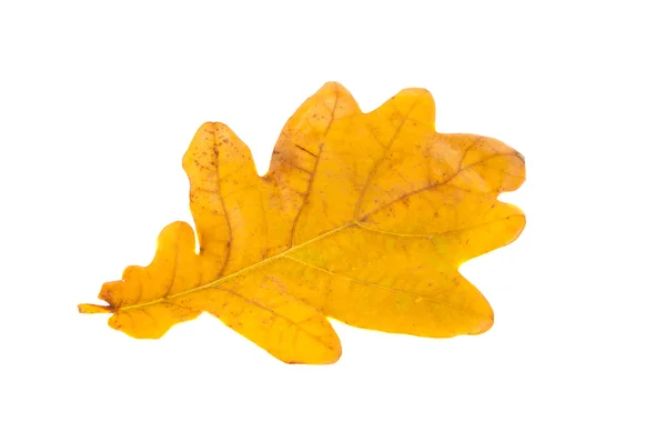 Yellow leaves — Stock Photo, Image