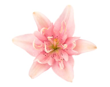 pembe lily izole