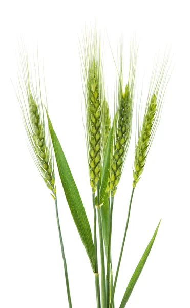 Green wheat isolated — Stock Photo, Image