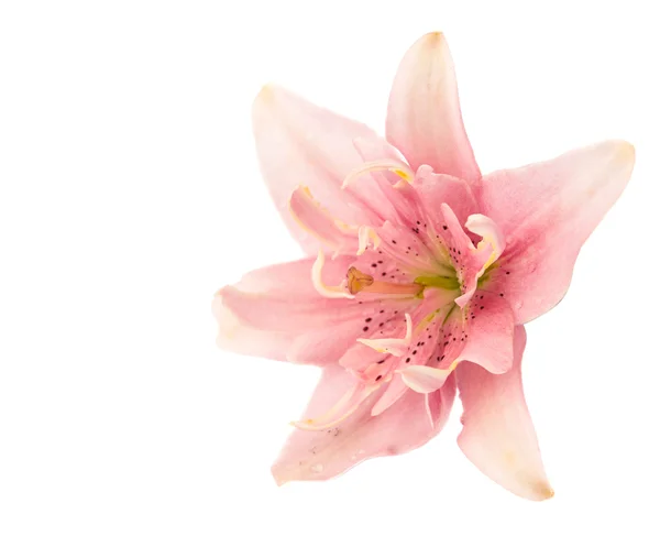 Pink lily isolated — Stock Photo, Image