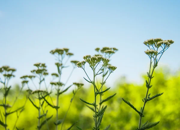 Yarrow herb — Stok fotoğraf