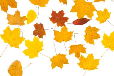 Sarı yapraklar