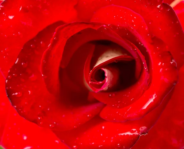 Beautiful close up red rose — Stock Photo, Image