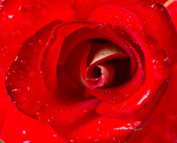 Beautiful close up red rose