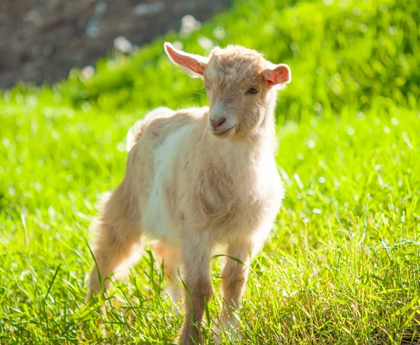 Ziegenweide — Stockfoto