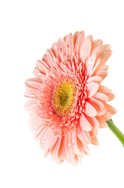 Gerbera rosa — Fotografia de Stock