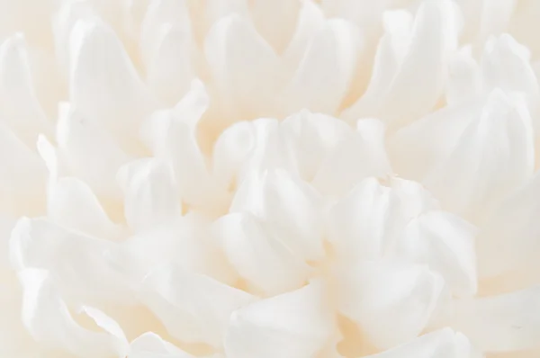 Белый злаковый цветок. — стоковое фото