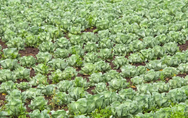 Cabbage growing — Stock Photo, Image