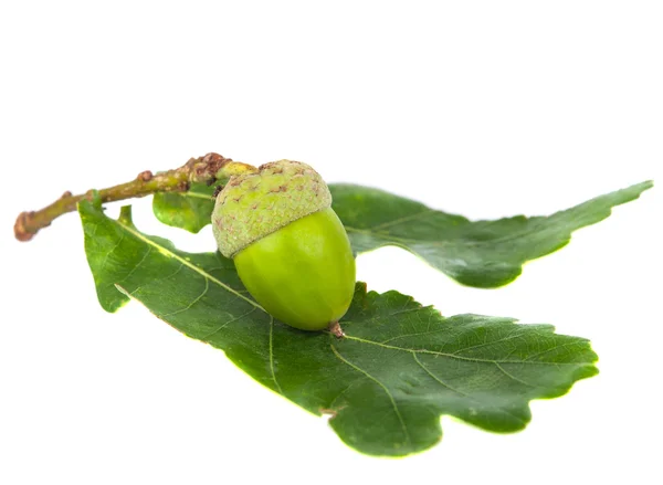 Green acorn isolated — Stock Photo, Image