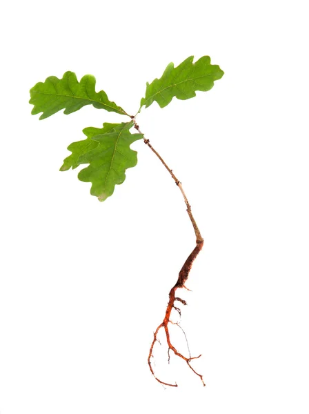 Oak from roots — Stock Photo, Image