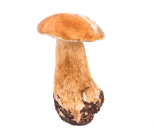 Cep aislado — Foto de Stock