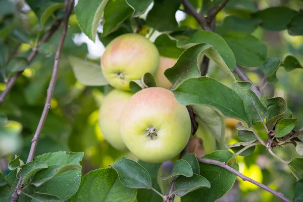 Apples growing — Stock Photo, Image