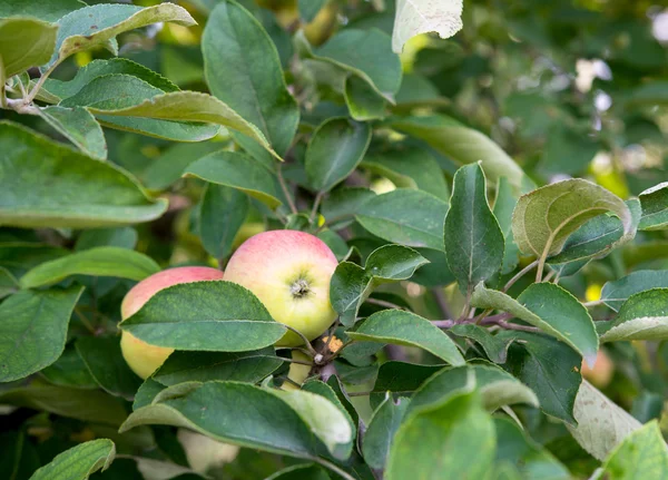 Manzanas cultivadas —  Fotos de Stock