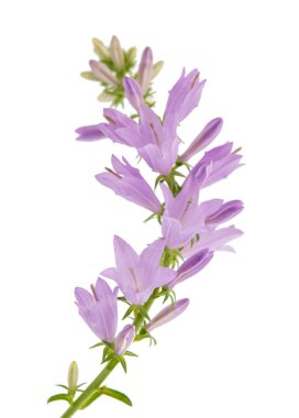 kır çiçeği bell izole