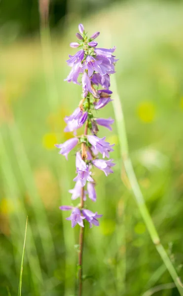 Wild flowers growing — Stock Photo, Image