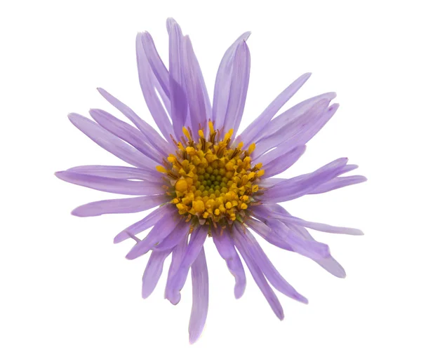 Violet color flower isolated — Stock Photo, Image