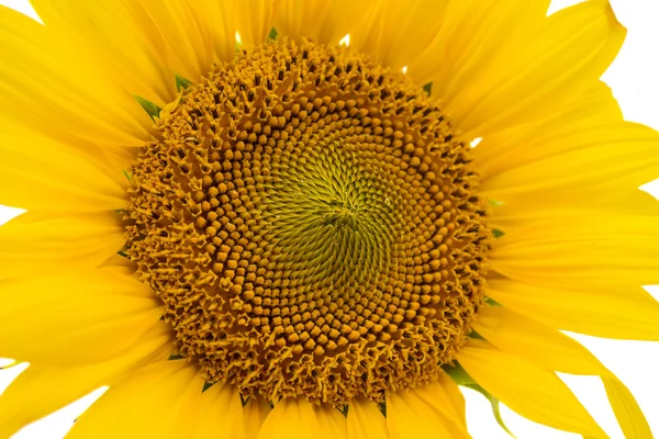 Girasole isolato — Foto Stock