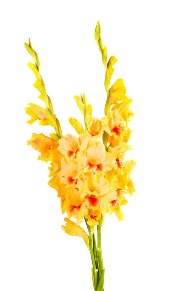 Gul gladiolus — Stockfoto