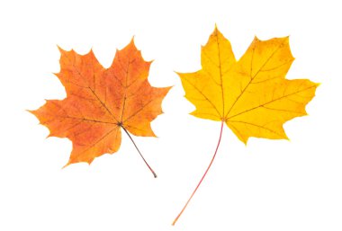 izole sonbahar yaprakları