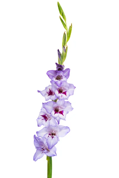 Lindo Gladiolus . — Fotografia de Stock