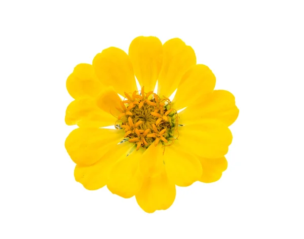 Yellow zinnia isolated — Stock Photo, Image