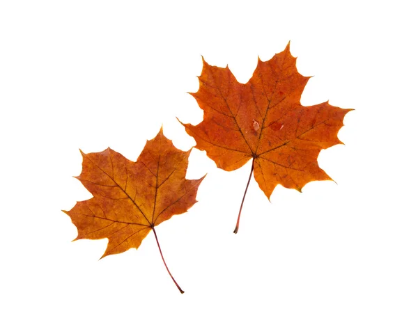 Осіннє листя ізольовані — стокове фото