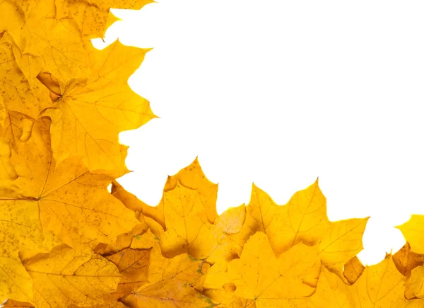 Autumn leaves isolated — Stock Photo, Image