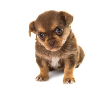 izole köpek yavrusu