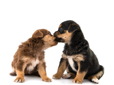 izole köpek yavrusu