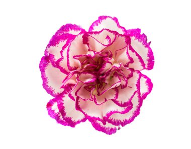 Karanfil çiçeği izole