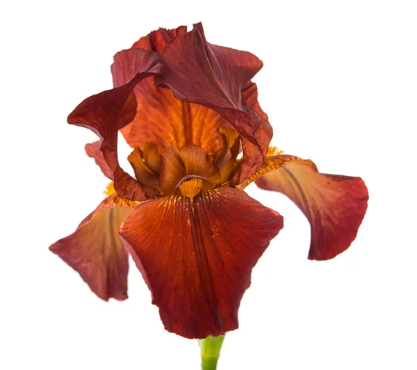 Iris blomma isolerade — Stockfoto