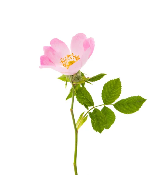 Rosa silvestre aislada — Foto de Stock