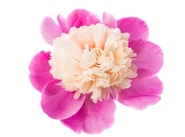 Peony flower isolated — Stock Photo, Image