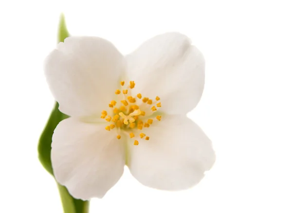 Flor de jasmim — Fotografia de Stock