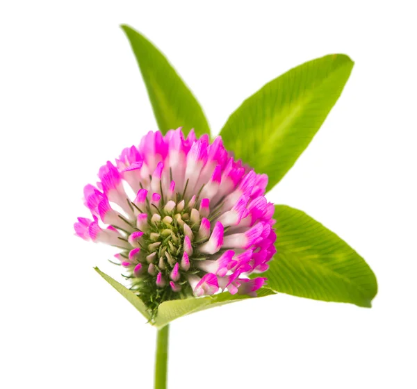 Clover flowers isolated — Stock Photo, Image