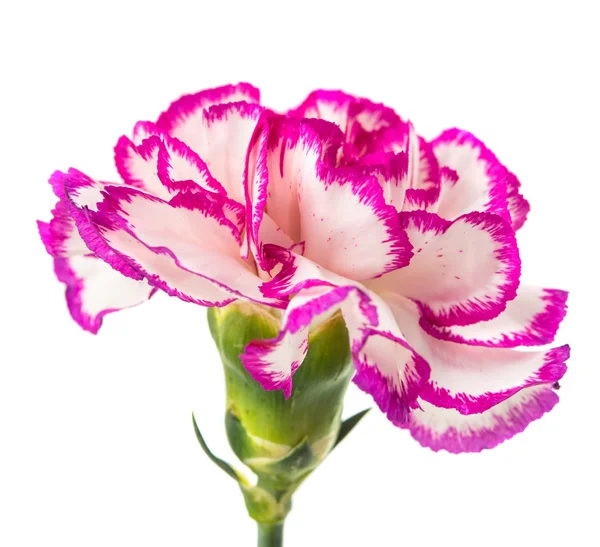 Clavel flor aislada — Foto de Stock