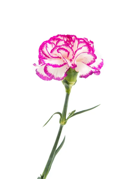 Karanfil çiçeği izole — Stok fotoğraf