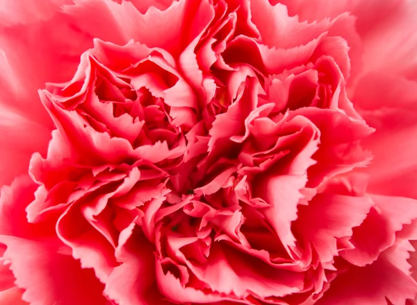 Pink carnation flower close up — Stock Photo, Image