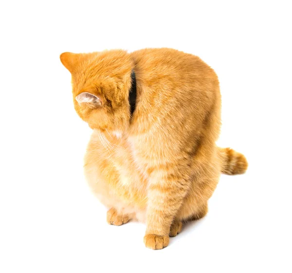 Gember kat geïsoleerd — Stockfoto