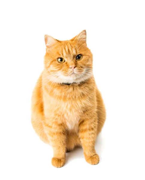 Gember kat geïsoleerd — Stockfoto