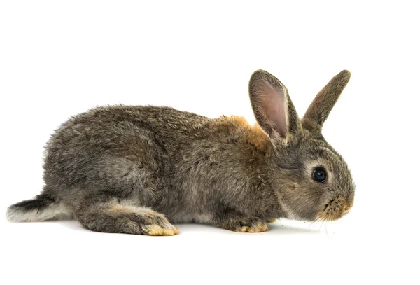 Kaninchen isoliert — Stockfoto