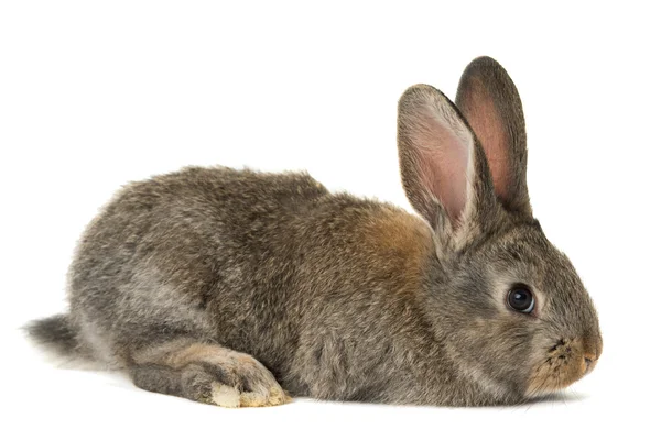 고립 된 토끼 — 스톡 사진