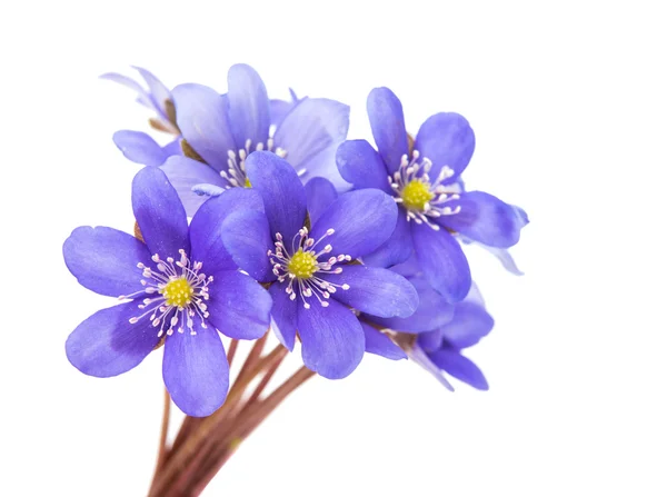 Hepatica nobilis — Foto Stock